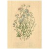 Flax Art Poster | Encyclopedia Wildflower D | FWP-AP-EN1D